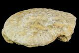 Fossil Ammonite (Ochetoceras) - France #104553-1